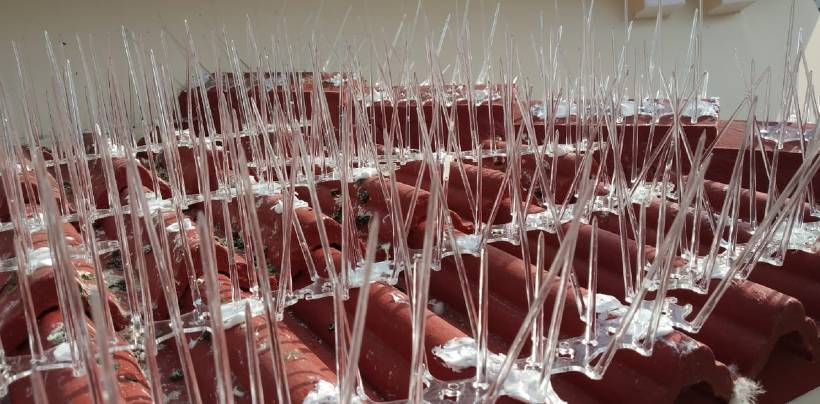 Bird Spikes & Pigeon Spikes In Chennai | Call 8122672246 Service in Chennai