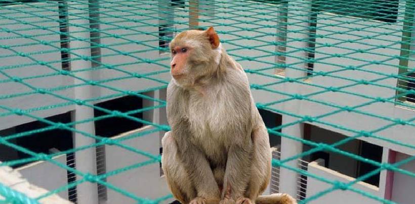 Monkey Safety Nets In Chennai | Call 8122672246 For Net Fixing